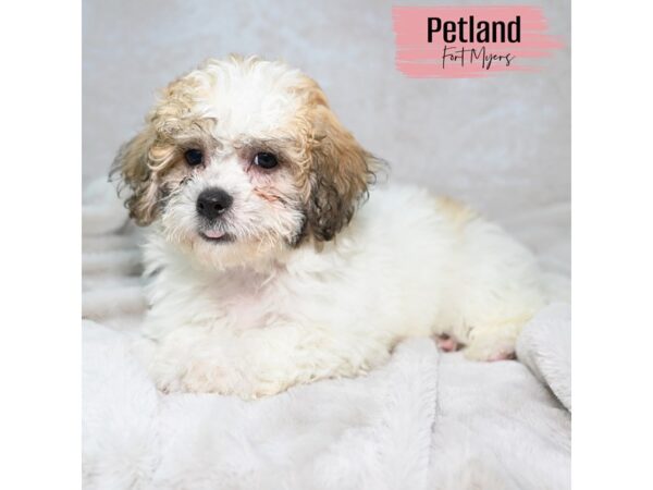 Teddy Bear--Female---Petland Fort Myers, Florida