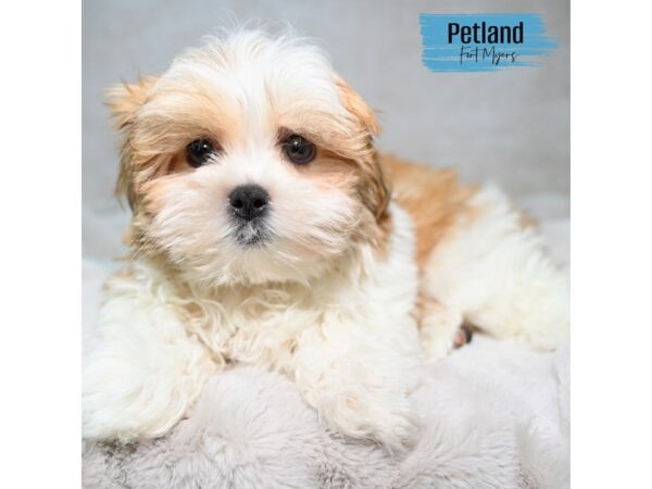 Mal-Shi--Male---Petland Fort Myers, Florida