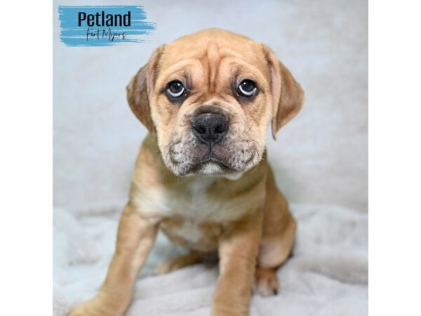 Olde Bulldog--Male---Petland Fort Myers, Florida