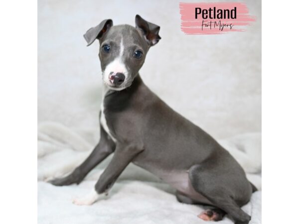 Italian Greyhound--Female---Petland Fort Myers, Florida