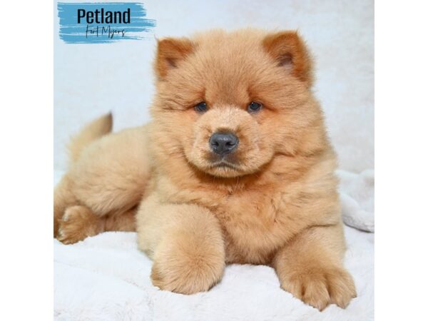Chow Chow--Male---Petland Fort Myers, Florida