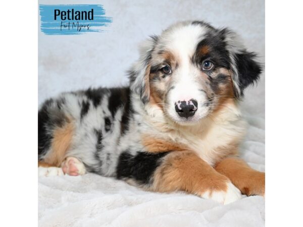 Miniature Australian Shepherd--Male---Petland Fort Myers, Florida