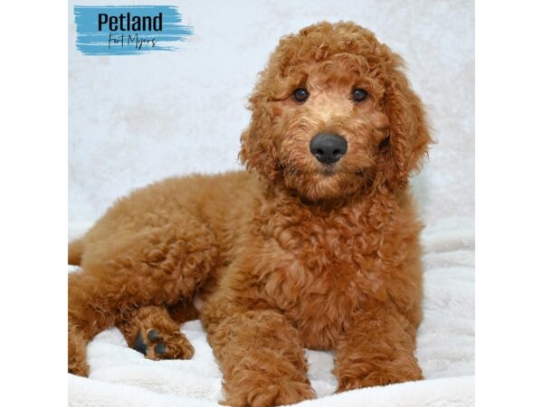 Goldendoodle--Male---Petland Fort Myers, Florida