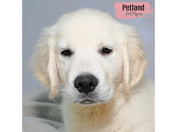 Golden Retriever--Female---Petland Fort Myers, Florida