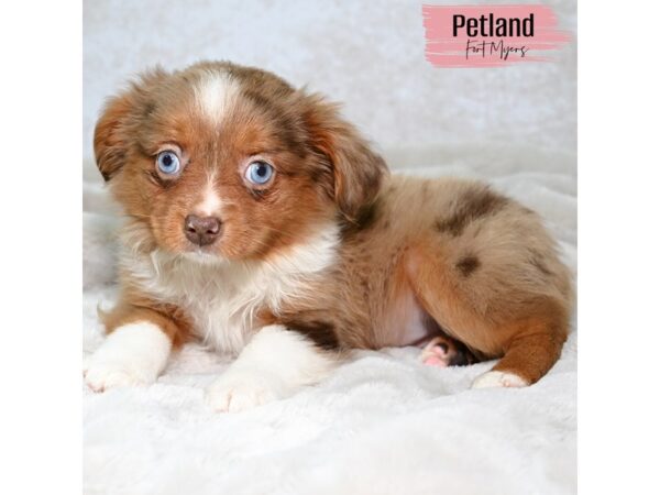 Toy Australian Shepherd--Female---Petland Fort Myers, Florida