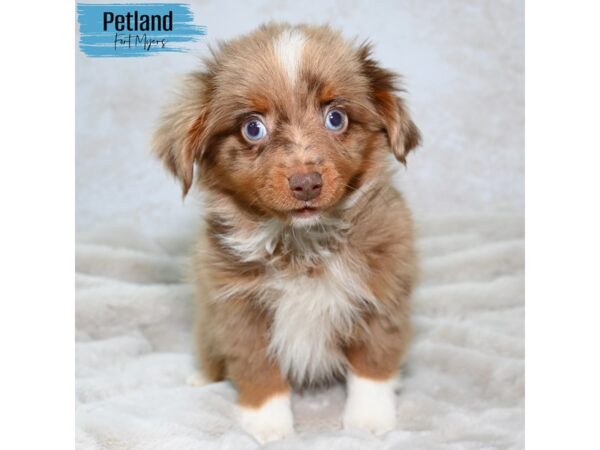 Toy Australian Shepherd--Male---Petland Fort Myers, Florida