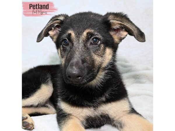 German Shepherd--Female---Petland Fort Myers, Florida