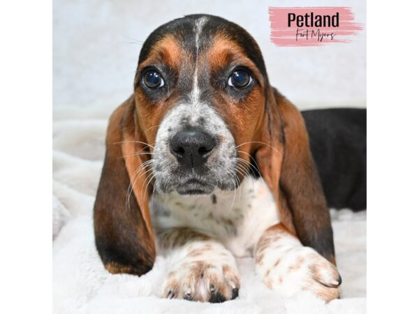 Basset Hound--Female---Petland Fort Myers, Florida