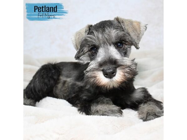 Miniature Schnauzer--Male---Petland Fort Myers, Florida