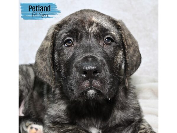 Bullmastiff--Male---Petland Fort Myers, Florida