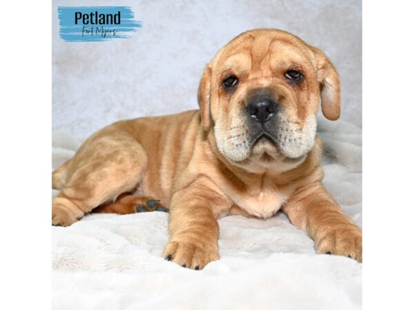 Mini Hippo--Male---Petland Fort Myers, Florida