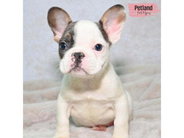 French Bulldog--Female---Petland Fort Myers, Florida