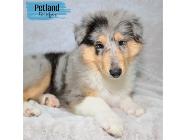 Collie--Male---Petland Fort Myers, Florida