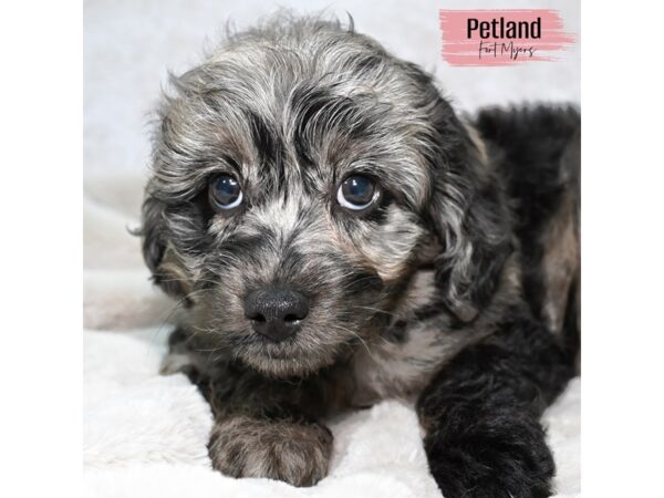Mini Aussiedoodle--Female---Petland Fort Myers, Florida