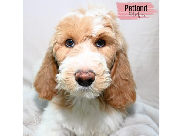 Goldendoodle--Female---Petland Fort Myers, Florida