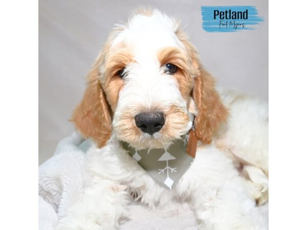 Goldendoodle--Male---Petland Fort Myers, Florida