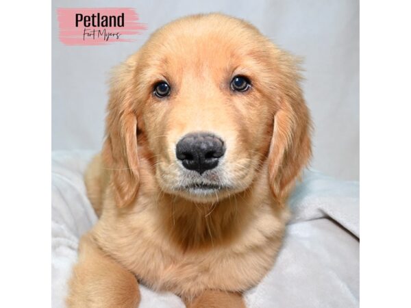 Golden Retriever--Female---Petland Fort Myers, Florida