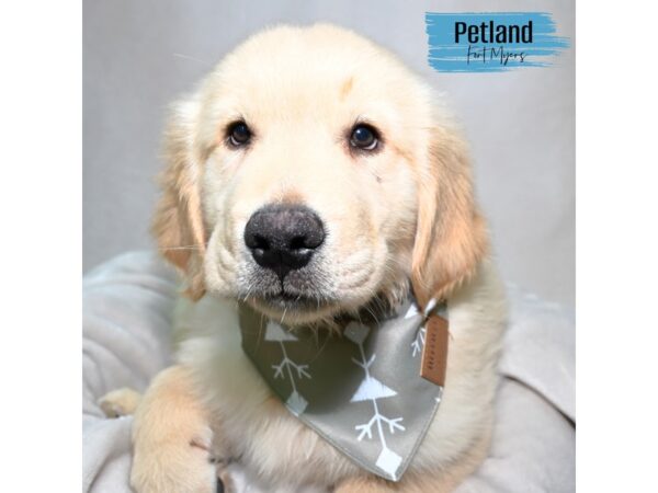 Golden Retriever--Male---Petland Fort Myers, Florida