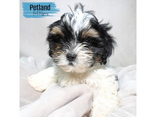 Shorkie--Male---Petland Fort Myers, Florida