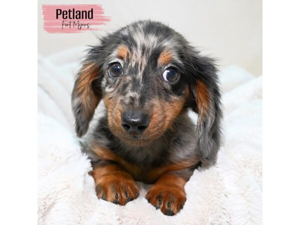 Dachshund--Female---Petland Fort Myers, Florida