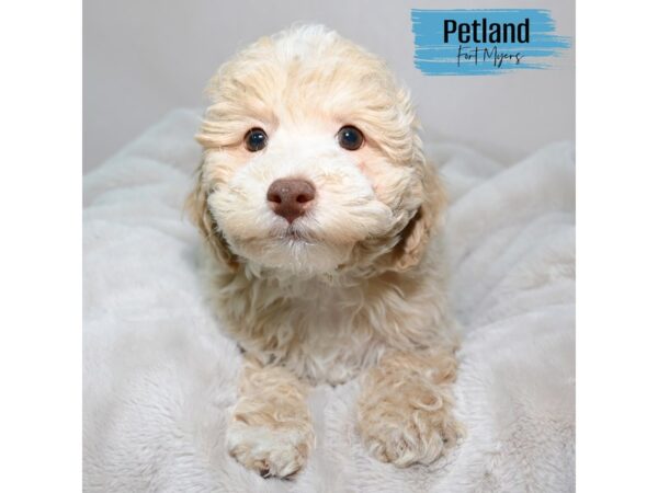 Bichon Poo--Male---Petland Fort Myers, Florida