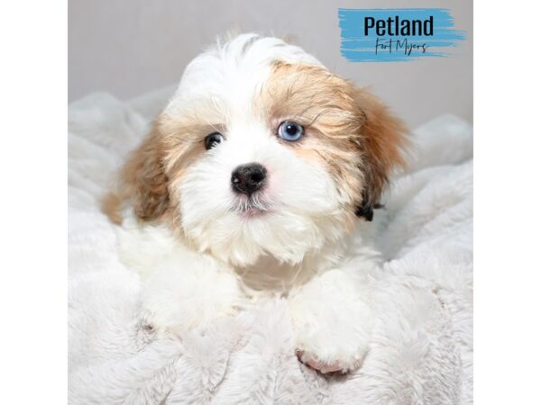 Shih Poo--Male---Petland Fort Myers, Florida