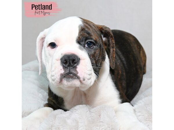 Olde Bulldog--Female---Petland Fort Myers, Florida