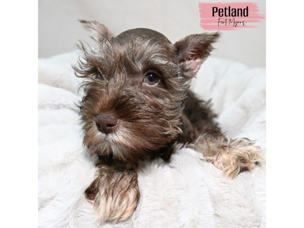 Miniature Schnauzer--Female---Petland Fort Myers, Florida