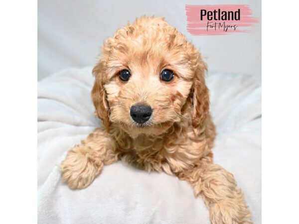Goldendoodle--Female---Petland Fort Myers, Florida