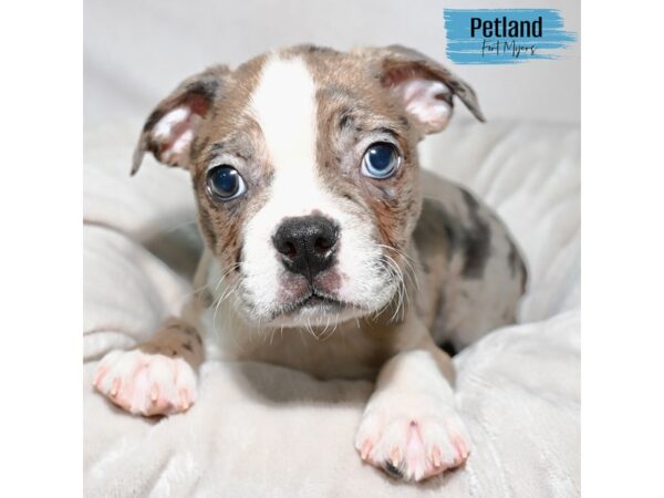 Boston Terrier--Male---Petland Fort Myers, Florida