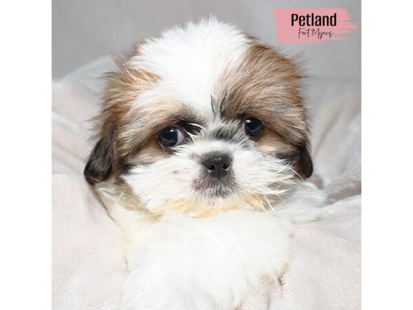 Shih Tzu--Female---Petland Fort Myers, Florida