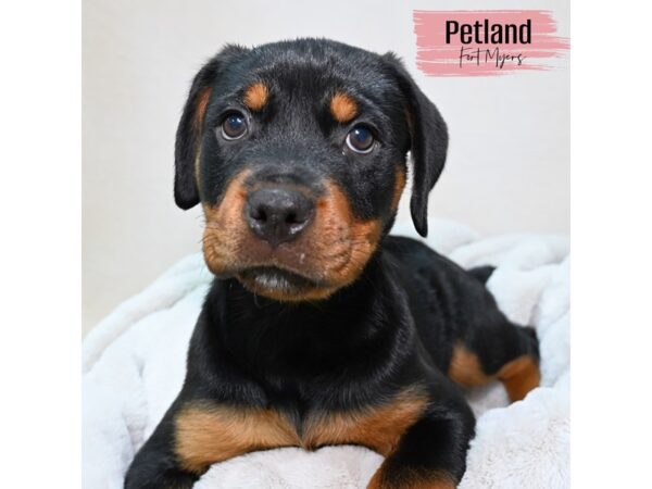 Rottweiler--Female---Petland Fort Myers, Florida