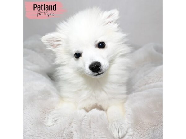 American Eskimo--Female---Petland Fort Myers, Florida