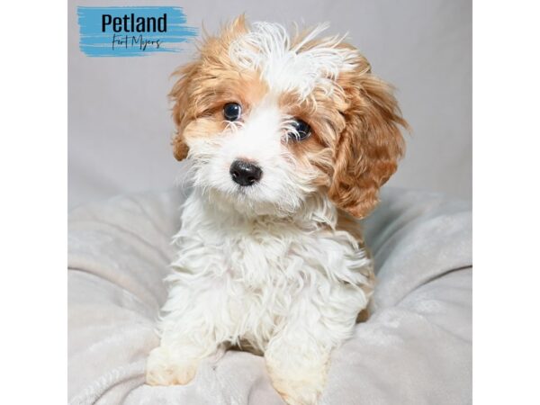 Cavachon--Male---Petland Fort Myers, Florida
