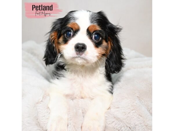 Cavalier King Charles Spaniel--Female---Petland Fort Myers, Florida