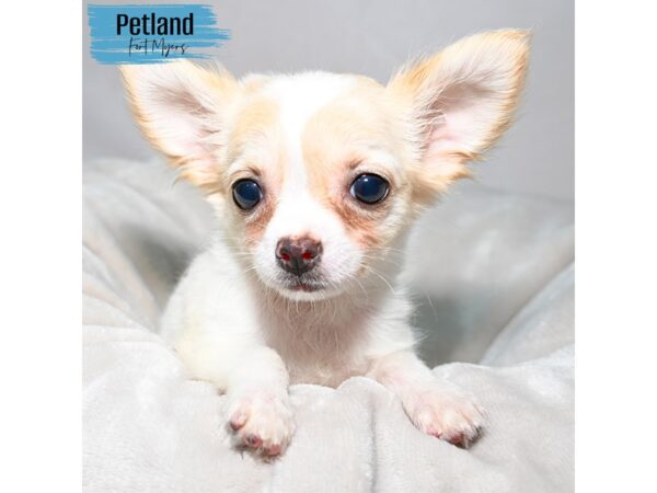 Chihuahua--Male---Petland Fort Myers, Florida