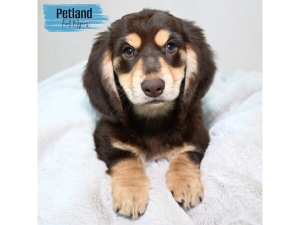 Dachshund--Male---Petland Fort Myers, Florida