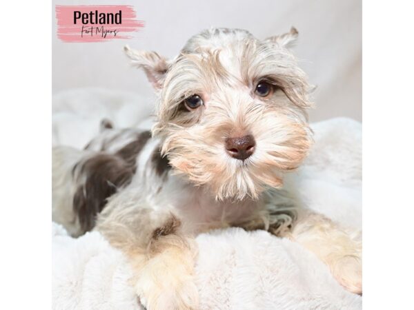Miniature Schnauzer--Female---Petland Fort Myers, Florida