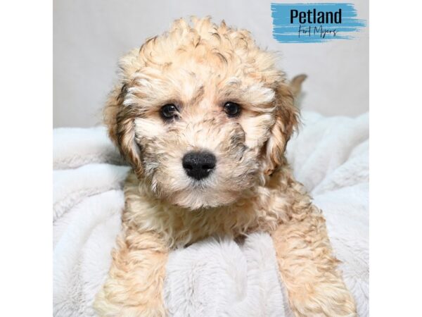 Havapoo--Male---Petland Fort Myers, Florida