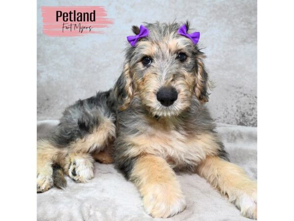 Labradoodle--Female---Petland Fort Myers, Florida