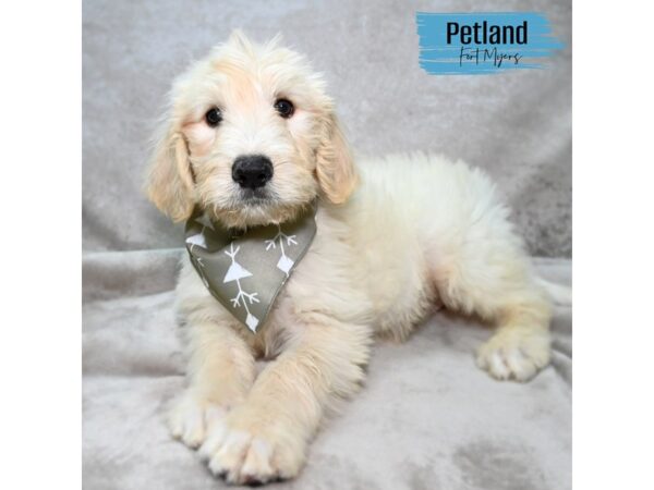 Labradoodle--Male---Petland Fort Myers, Florida