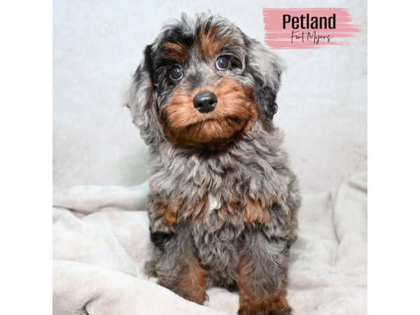 Mini Aussie Poo--Female---Petland Fort Myers, Florida
