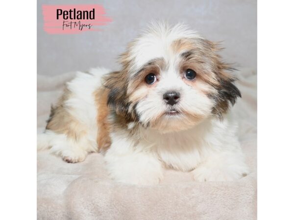 Mal-Shi--Female---Petland Fort Myers, Florida