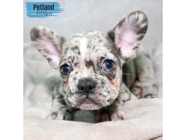 French Bulldog--Male---Petland Fort Myers, Florida