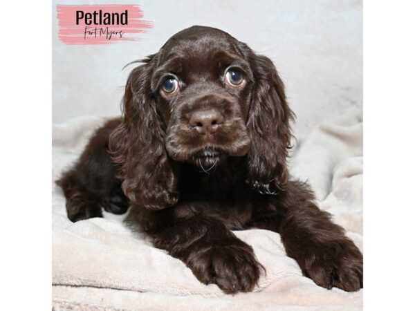 Cocker Spaniel--Female---Petland Fort Myers, Florida