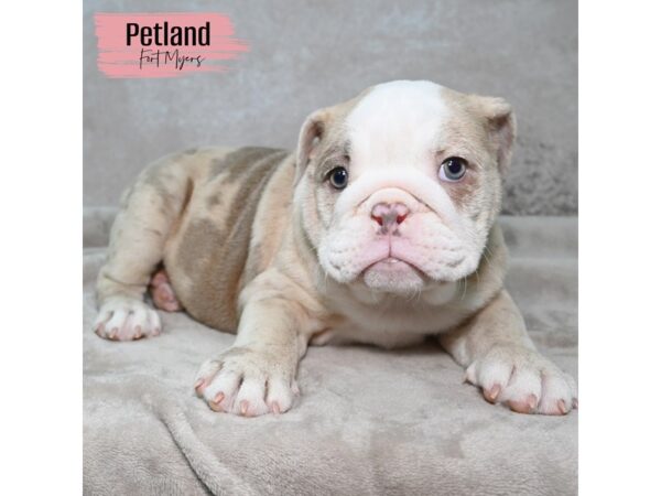 Victorian Bulldog--Female---Petland Fort Myers, Florida