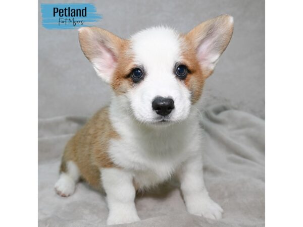 Pembroke Welsh Corgi--Male---Petland Fort Myers, Florida