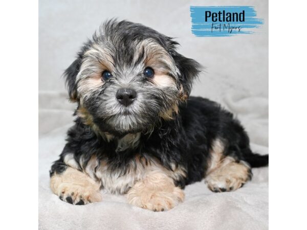 Morkie--Male---Petland Fort Myers, Florida