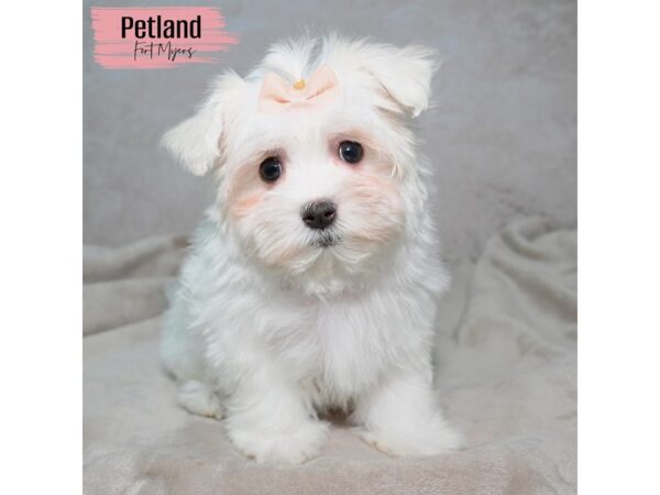 Maltese--Female---Petland Fort Myers, Florida