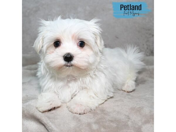 Maltese--Male---Petland Fort Myers, Florida